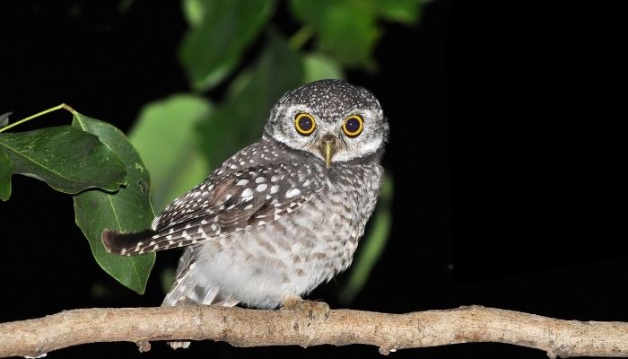 Spotted Owlet Information In Marathi (1) Spotted Owlet Information In Marathi