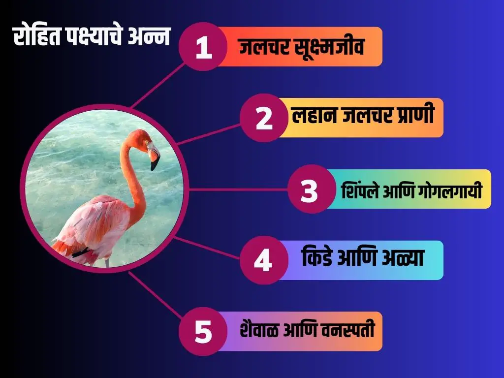 Greater Flamingo bird food in marathi Greater Flamingo bird food in marathi